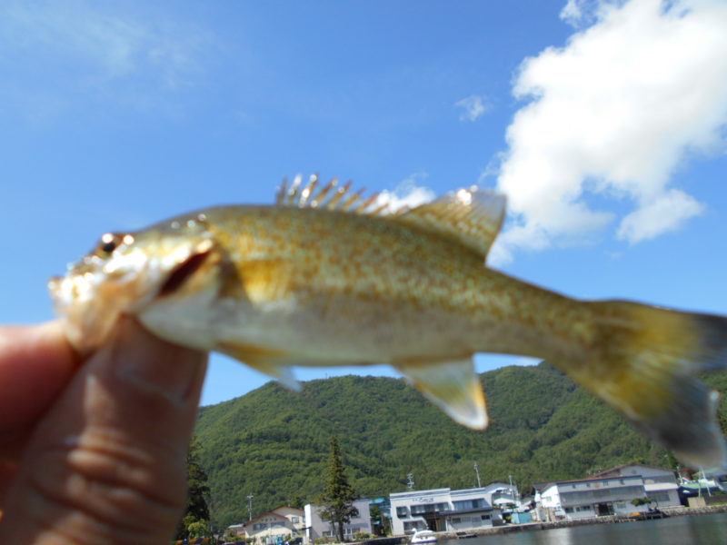 9月６日木崎湖ワカサギ釣り In大町 バス釣りの人も沢山 駐車場も平日なのに満車 株式会社dmc